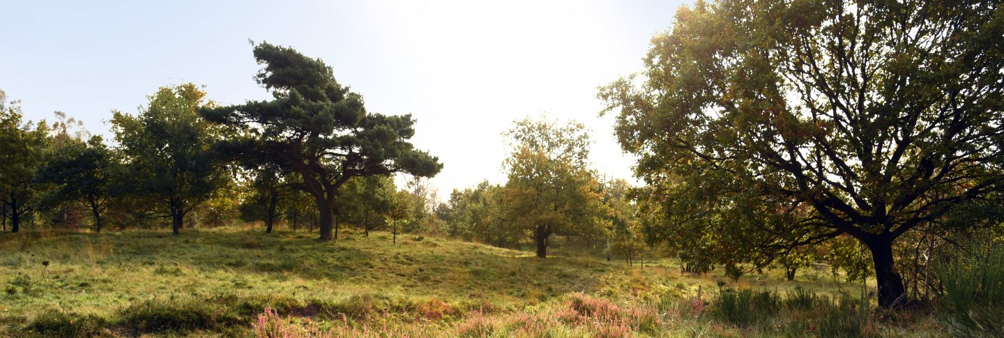 Naturschutzgebiet Binnendünen Nordoe