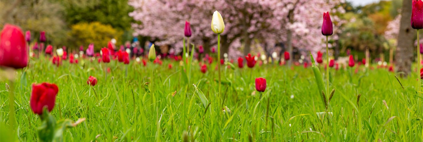 Header Tulpenwiese