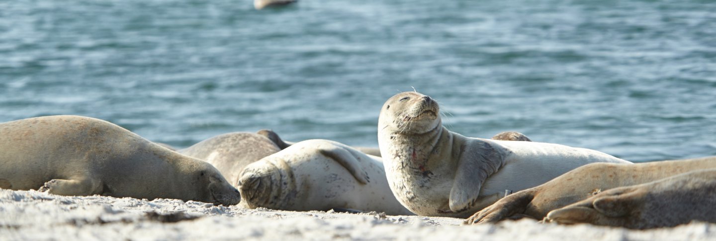 Seehunde vor Helgoland