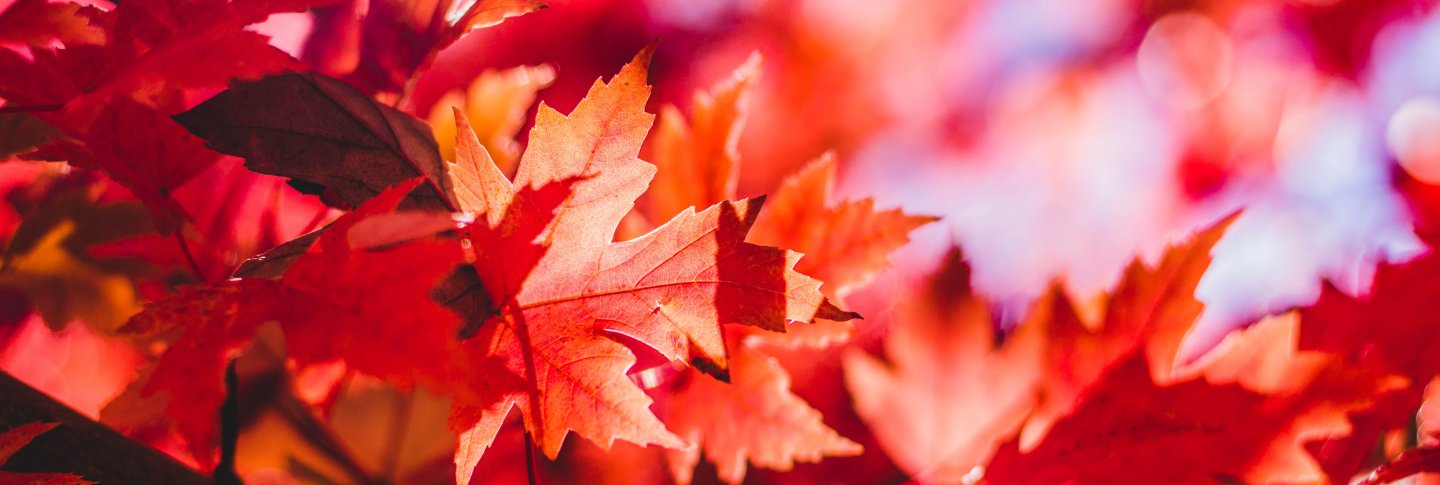 Header Lokbuch 33