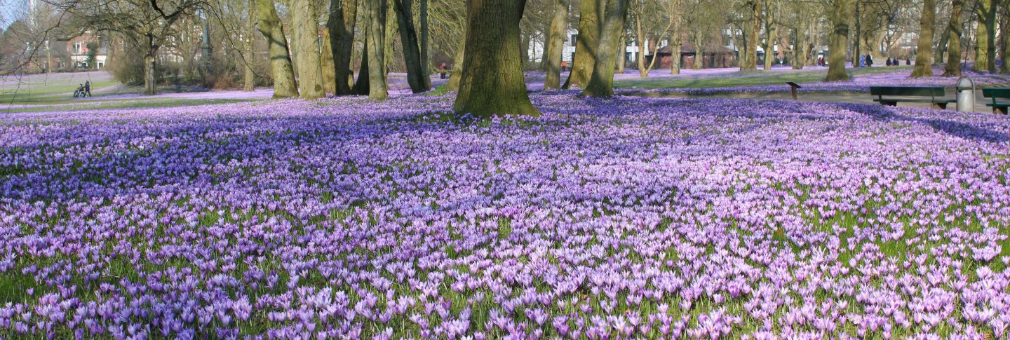 Krokusblüte Husum