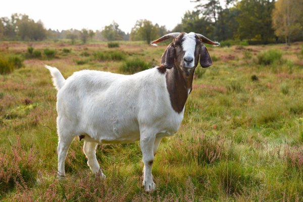 Naturschutzgebiet Binnendünen Nordoe