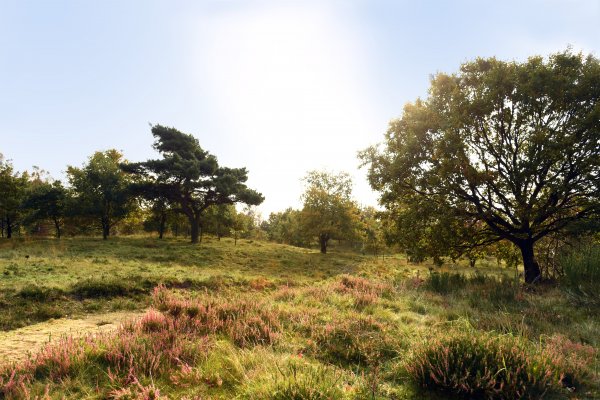 Naturschutzgebiet Binnendünen Nordoe