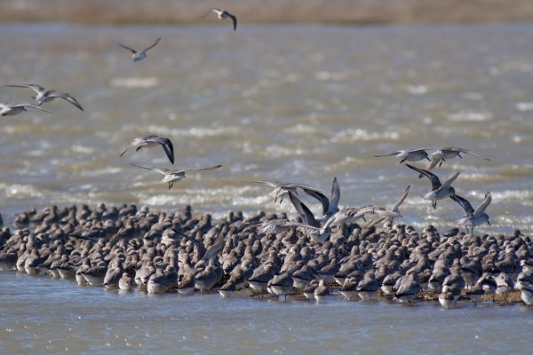 NP Wattenmeer Alpenstrandläufer