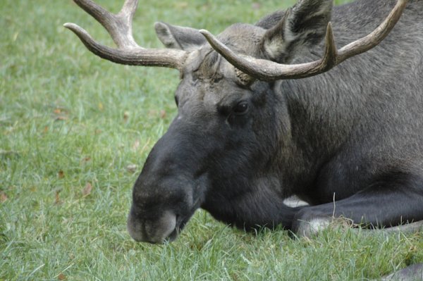 Tierpark Neumünster