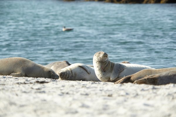 Seehunde vor Helgoland