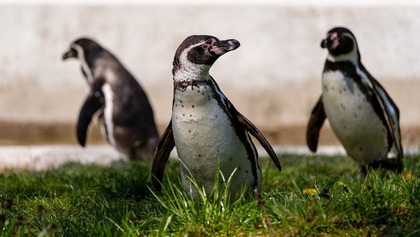 Tierpark Neumünster