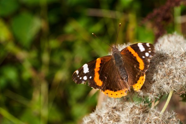 Schmetterling 1