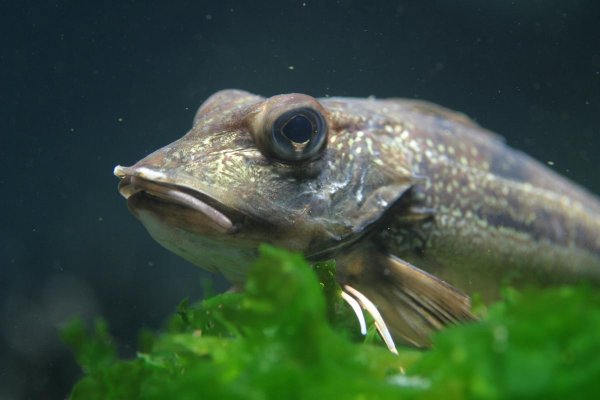 NP Wattenmeer Knurrhahn