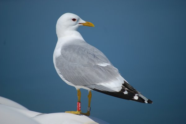 NP Wattenmeer Möwe