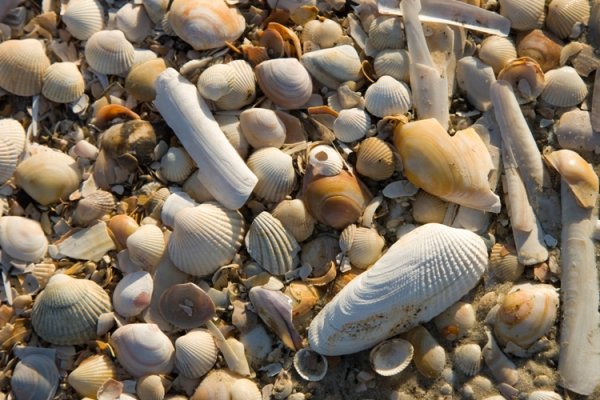 NP Wattenmeer Muscheln