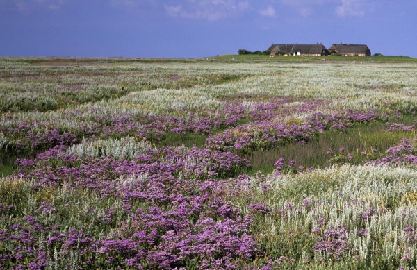 NP Wattenmeer Blühende Salzwiese