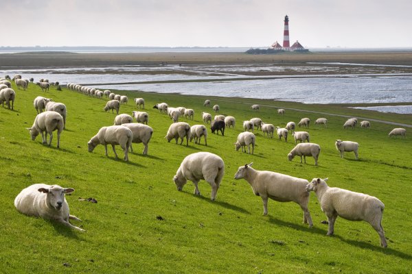 NP Wattenmeer Schafe