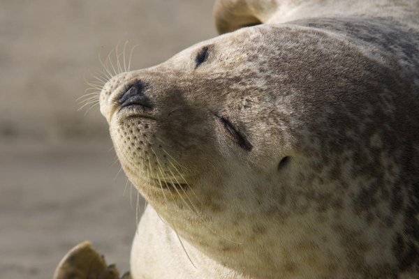 NP Wattenmeer Seehund