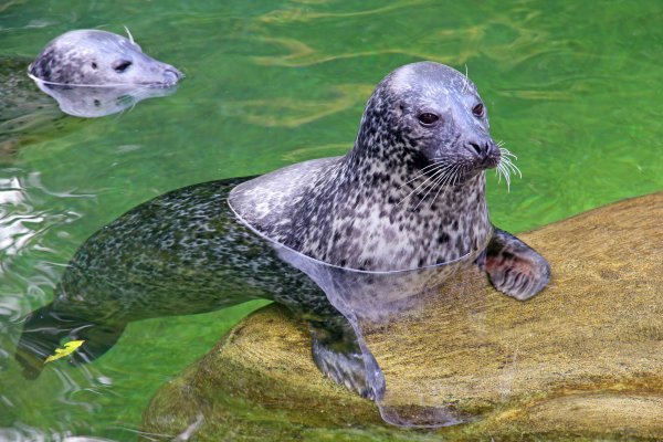Tierpark Neumünster