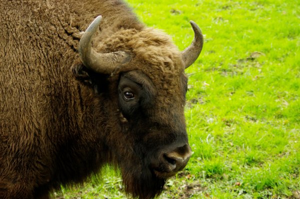 Tierpark Neumünster