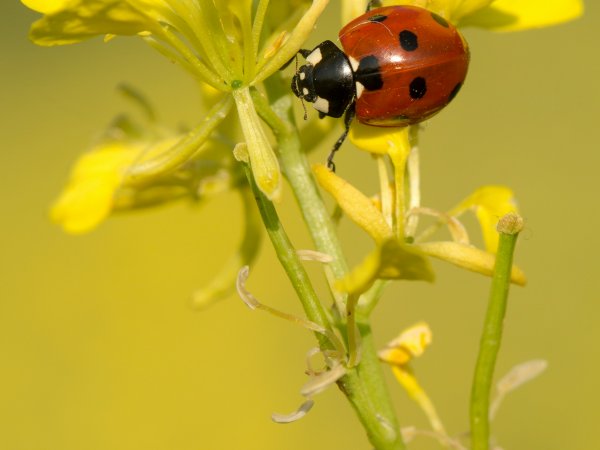 Teaser Marienkäfer und Raps
