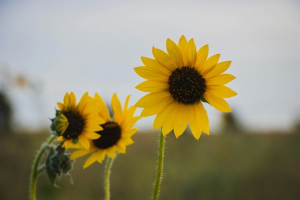 Teaser Sunflowers