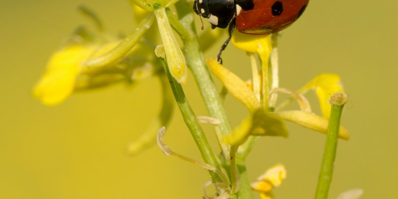 Teaser Marienkäfer und Raps