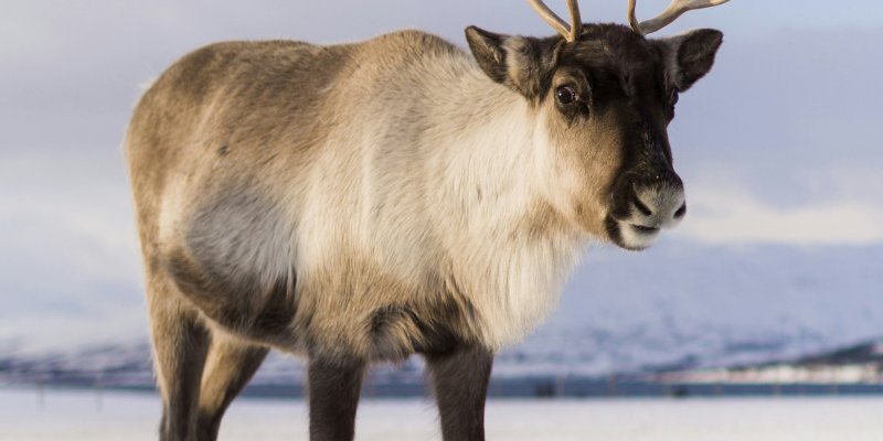 Teaser Lokbuch Winter