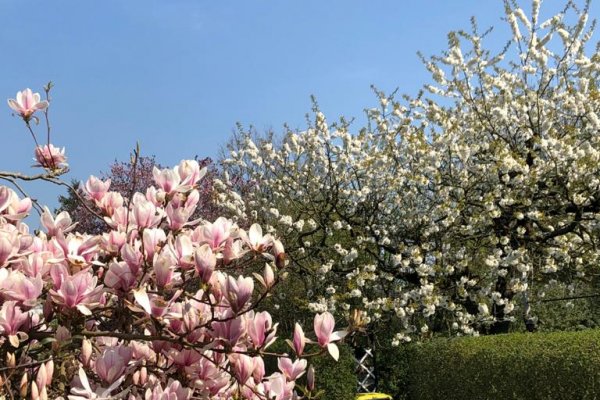 Blütenidylle