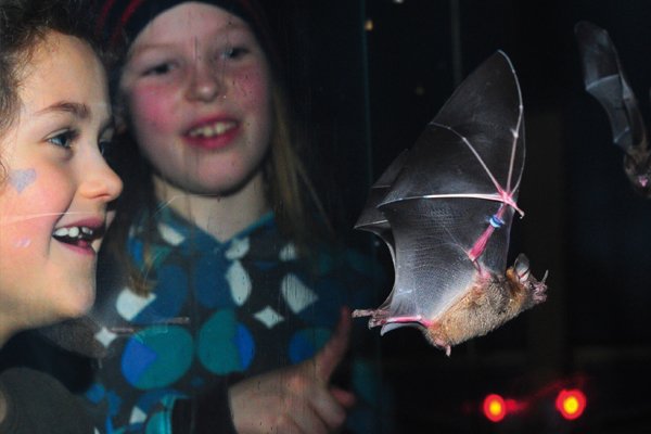 fliegende Fledermäuse