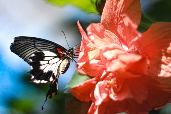 Schmetterling 2