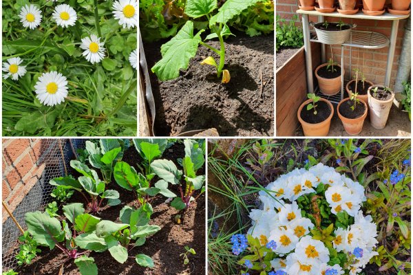 Garten_8