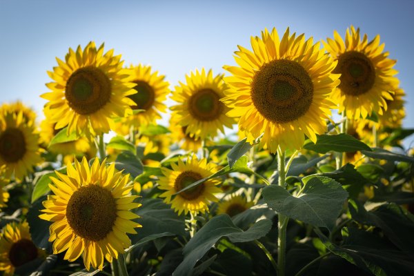 Sonnenblumen